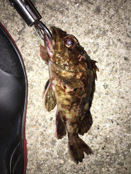 よーつれますよ〜