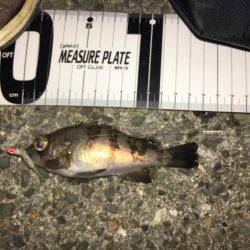 メバルを求めて