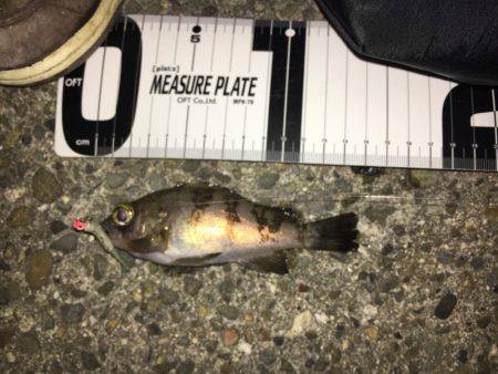 メバルを求めて