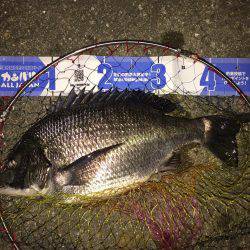 チニング、メバリング