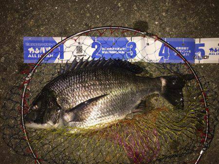 チニング、メバリング