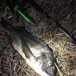 バチ抜けシーバス