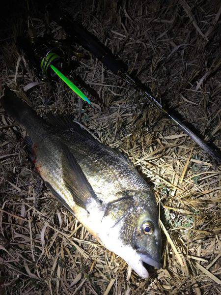 バチ抜けシーバス