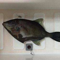 サビキできたーー