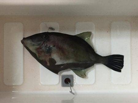 サビキできたーー