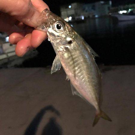 アジングほんま楽しい