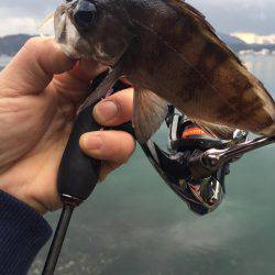 デイメバリング