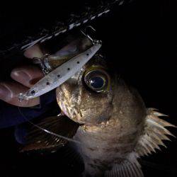 磯メバプラッキング♪