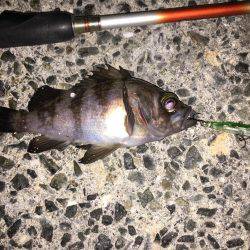 プラッキングメバル