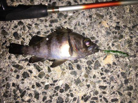 プラッキングメバル