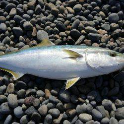 ショアジギング