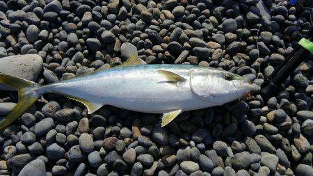 ショアジギング