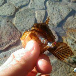 タケノコメバルさん