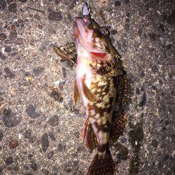 ちょっと暖かかったので