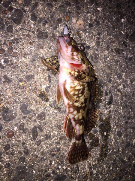 ちょっと暖かかったので