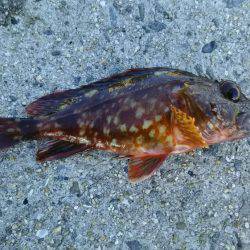 日中にまったりと