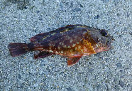 日中にまったりと