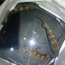 大寒波メバリング