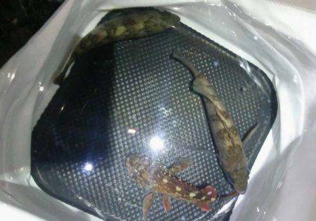 大寒波メバリング