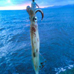 まだいますよ！