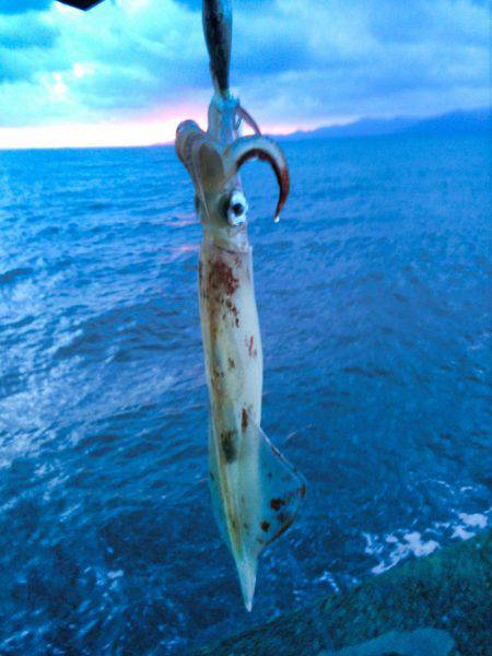 まだいますよ！