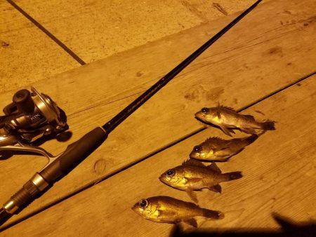 ちびメバル祭り‼