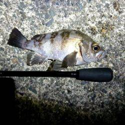 久しぶりのお魚