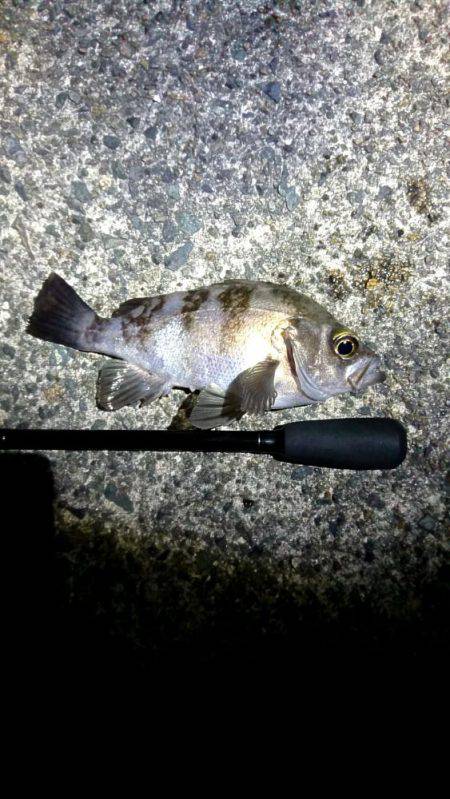 久しぶりのお魚