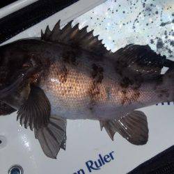 メバルがぽつりぽつり