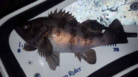 メバルがぽつりぽつり