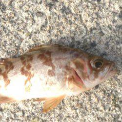 やっと雪がなくなった