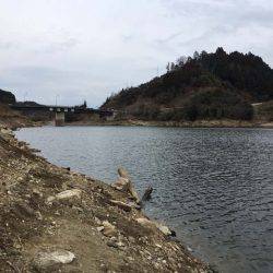 上津ダムのワカサギ、ざっくり束