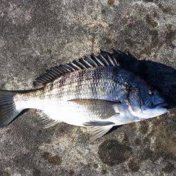 チヌ釣れました