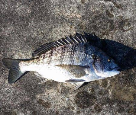 チヌ釣れました