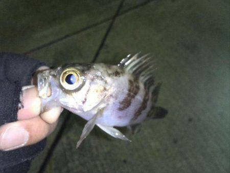 漁港メバリング