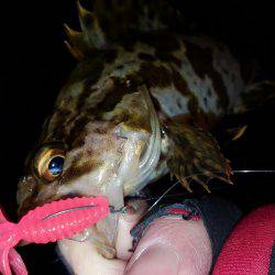 ロックロックこんばんわ。