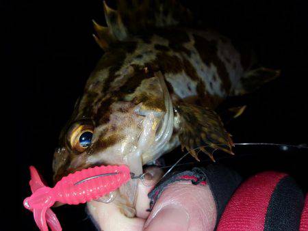 ロックロックこんばんわ。