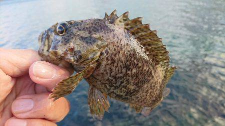 昼間は手堅く穴釣りで。