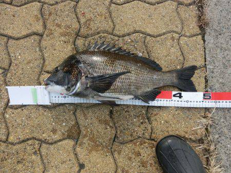 年無しに一歩及ばず。