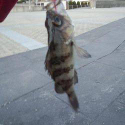 ヤット釣れたメバル