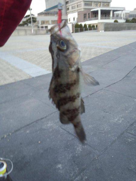 ヤット釣れたメバル