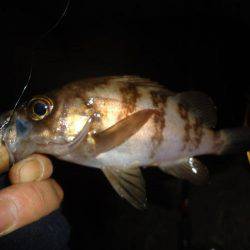 ちびメバリング