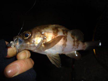 ちびメバリング