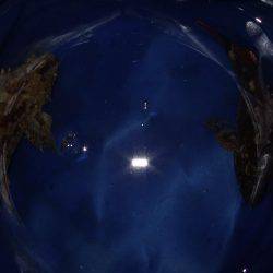 ガッシーは遊んでくれます！