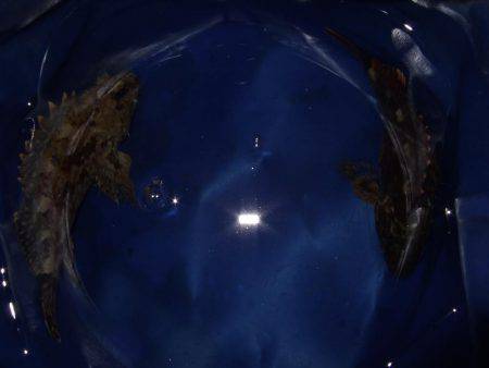 ガッシーは遊んでくれます！