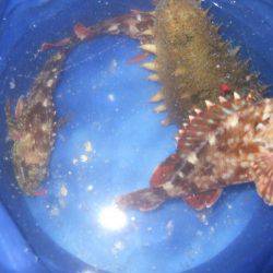 ガシラからのセイゴ