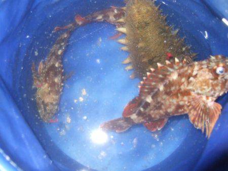 ガシラからのセイゴ