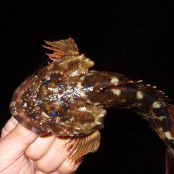 ガシラが良く釣れました。