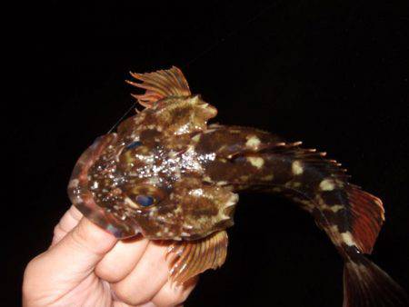 ガシラが良く釣れました。