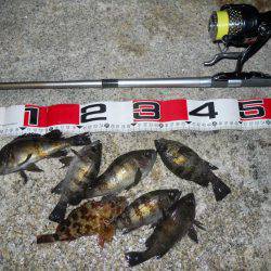 夕方～エビ撒き釣りでメバル狙い